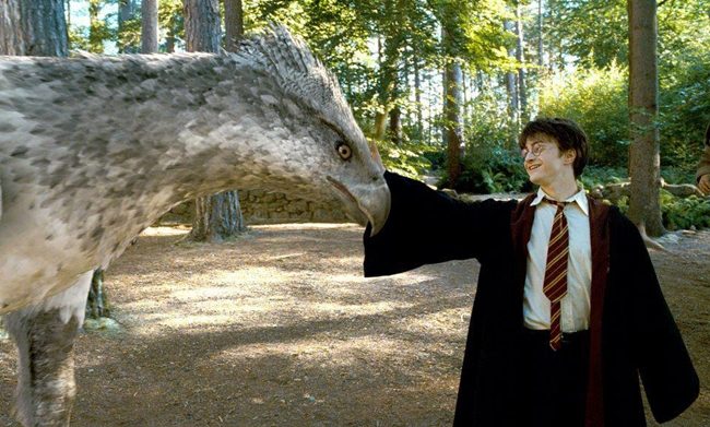 harry and hippogriff