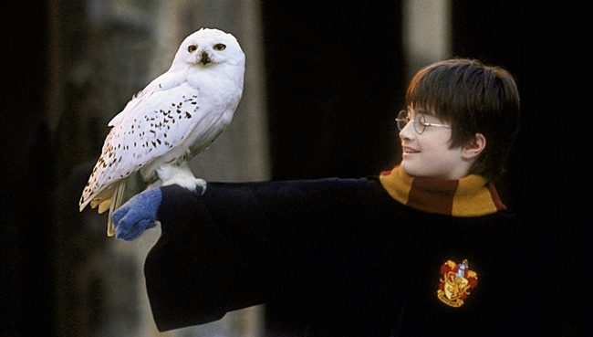 hedwig harry potter