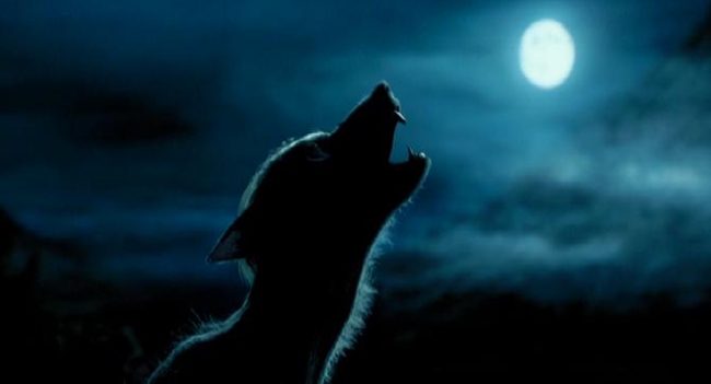 Harry Potter Melez Irkı - Kurtadam