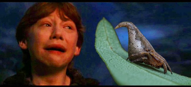 Yeni Keşfedilen Örümcek Türü Adı Godric Gryffindor