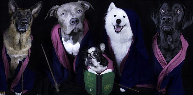 ilvermorny kopekleri