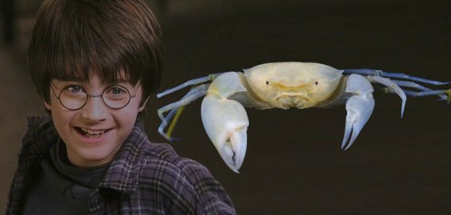 Bir Minik "Canavar" Daha Adını Harry Potter Dünyasından Aldı 1 harry potter bilim kultur