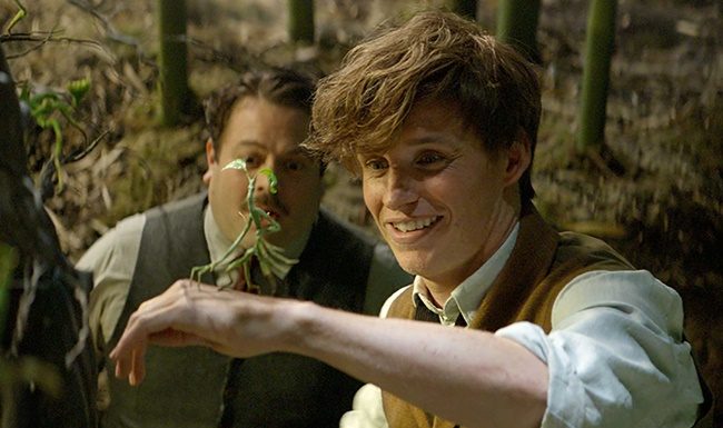 newt scamander jacob