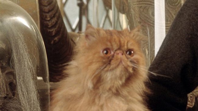 Crookshanks - Büyücülük Dünyası Kedileri