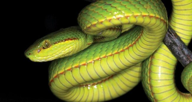 Trimeresurus Salazar Slytherin