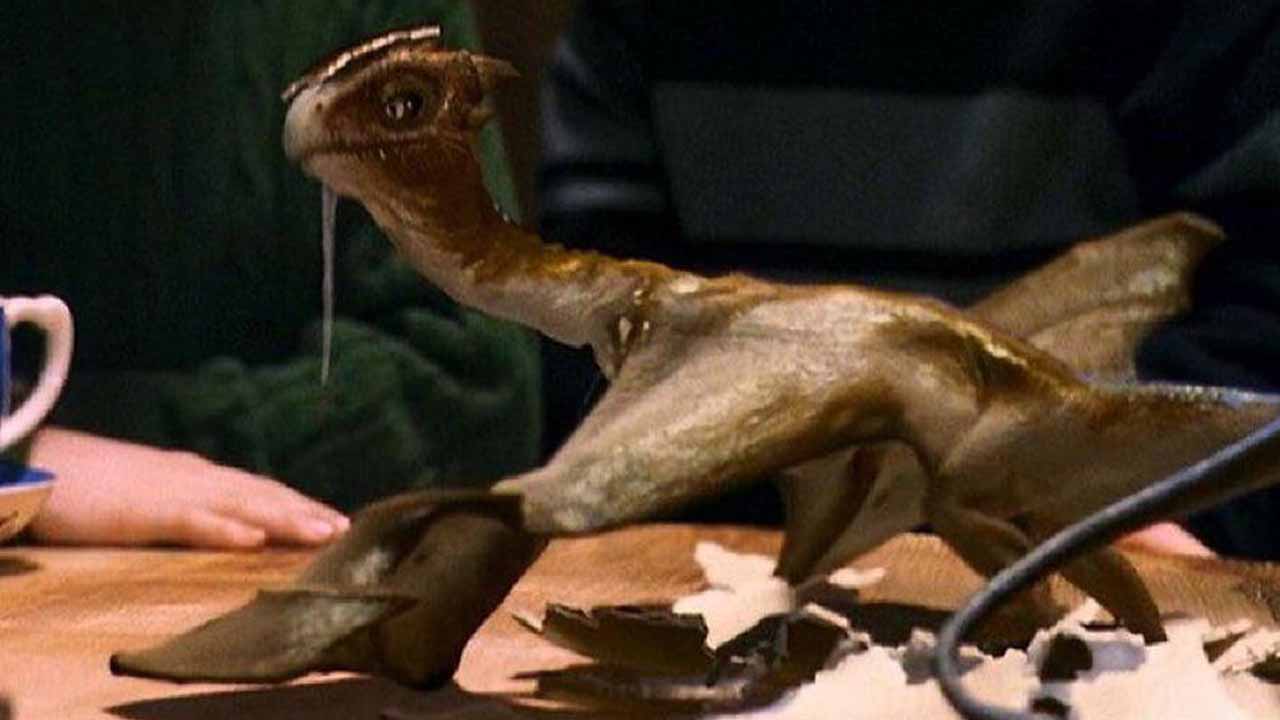 Harry Potter ve Felsefe Tasi Testi Norbert