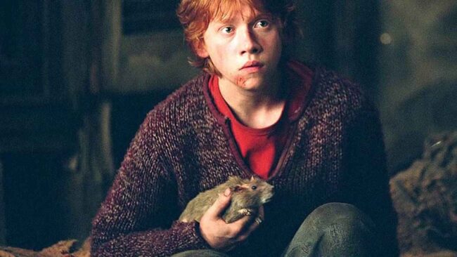 Ron Weasley Scabbers Teori - Peter Pettigrew